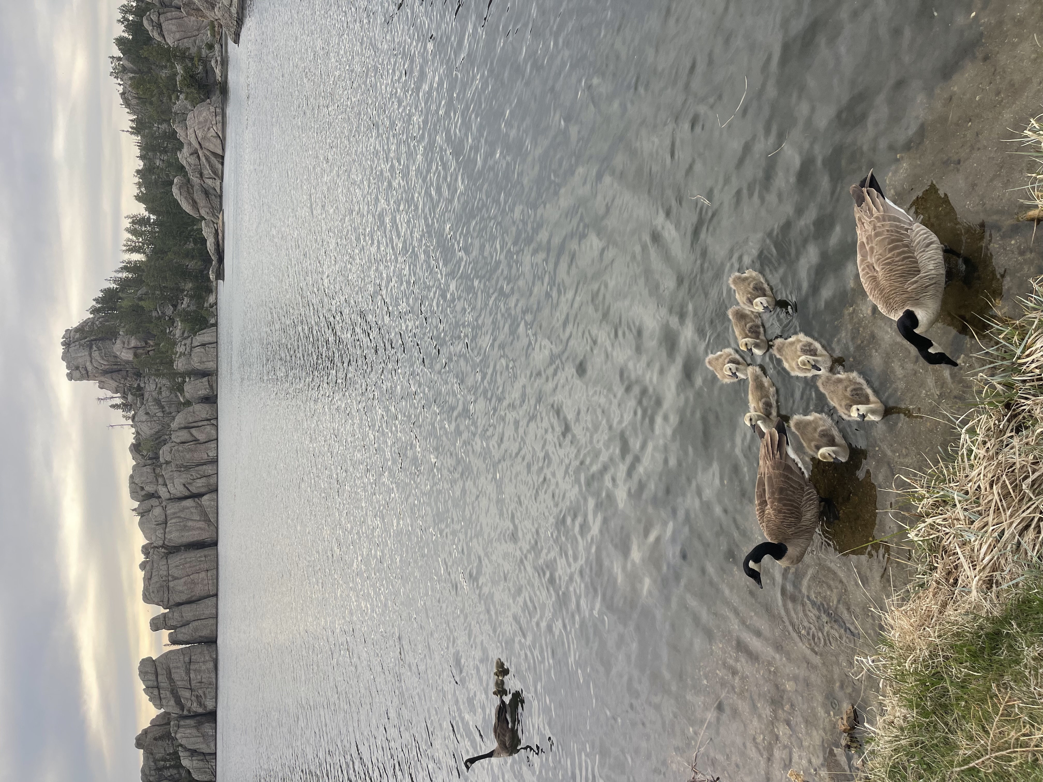 Sylvan Lake stop